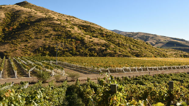 Terra Sancta Winery vineyard