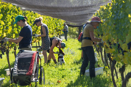 Maori point wines harvest with latitude 45 Luxury Wine Tours