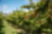 Orchard+Trees.jpg.webp