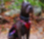 forte service dog gear.jpg