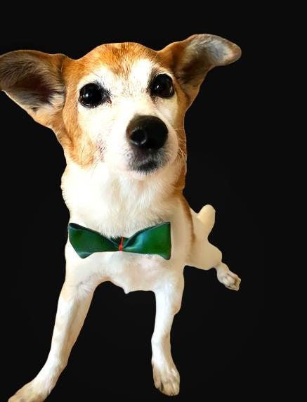 Thumbnail: Leather Bowtie Dog Collar