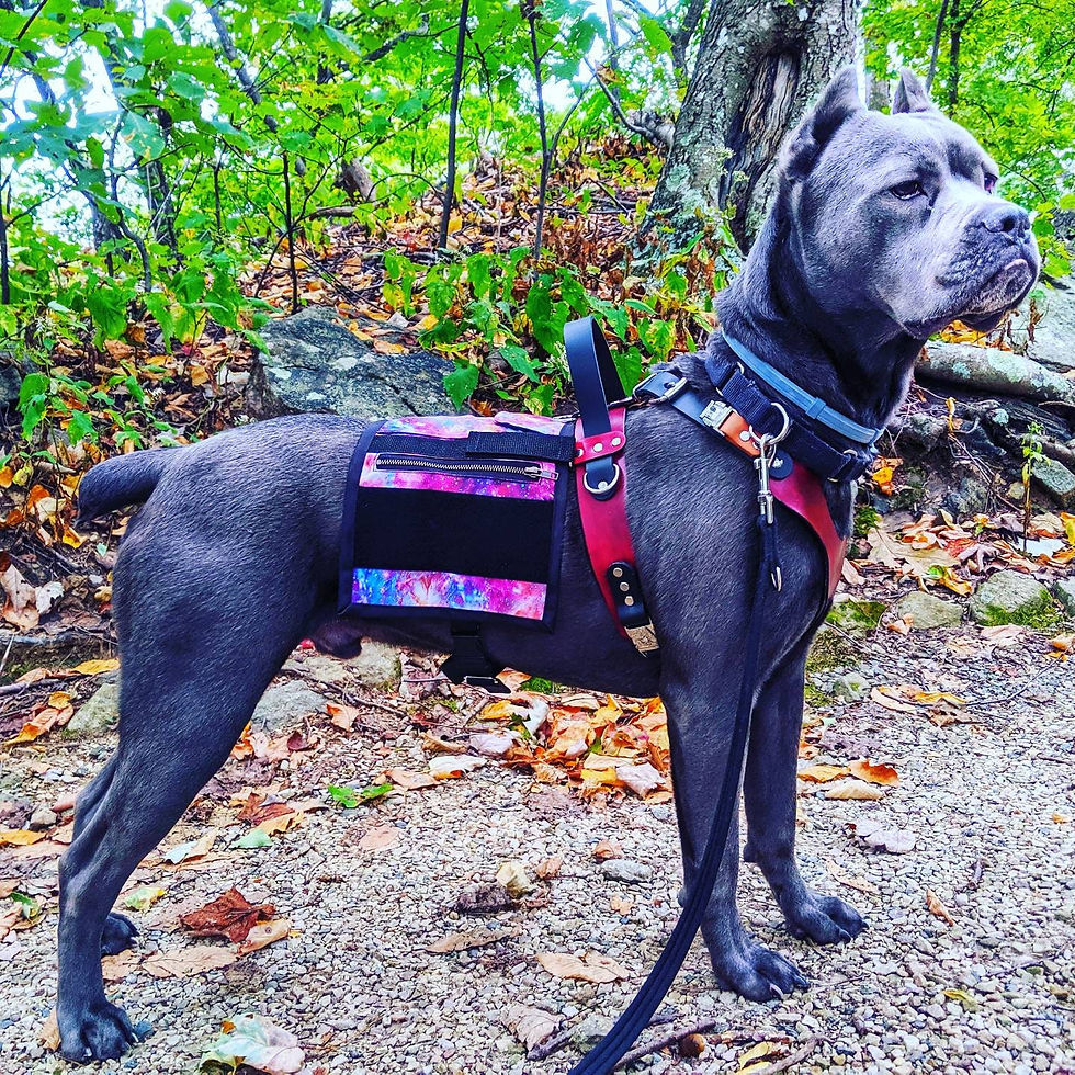 Thumbnail: Ergonomic Mobility Harness 2 Handles (Counterbalance and Forward) Service Animal