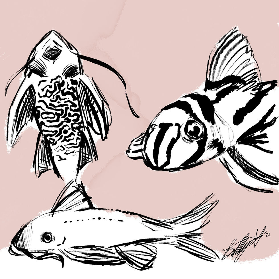 Plecos