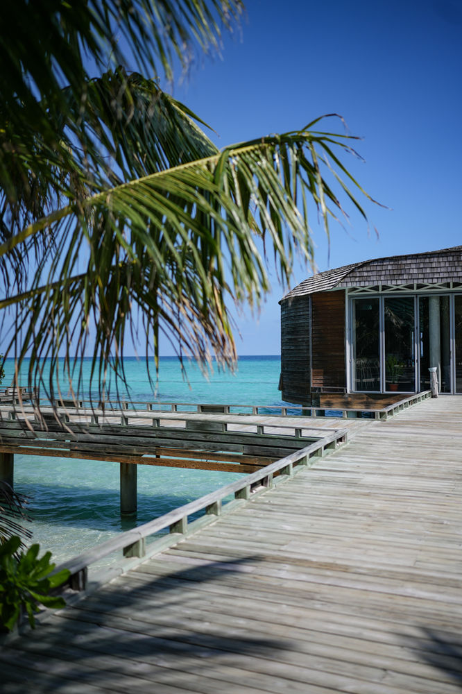 Coconut palms over the water on a natural island