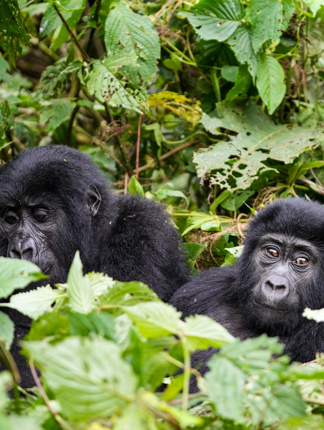 Gorilla Trekking in Bwindi: One Hour That Changes the Scale of Everything