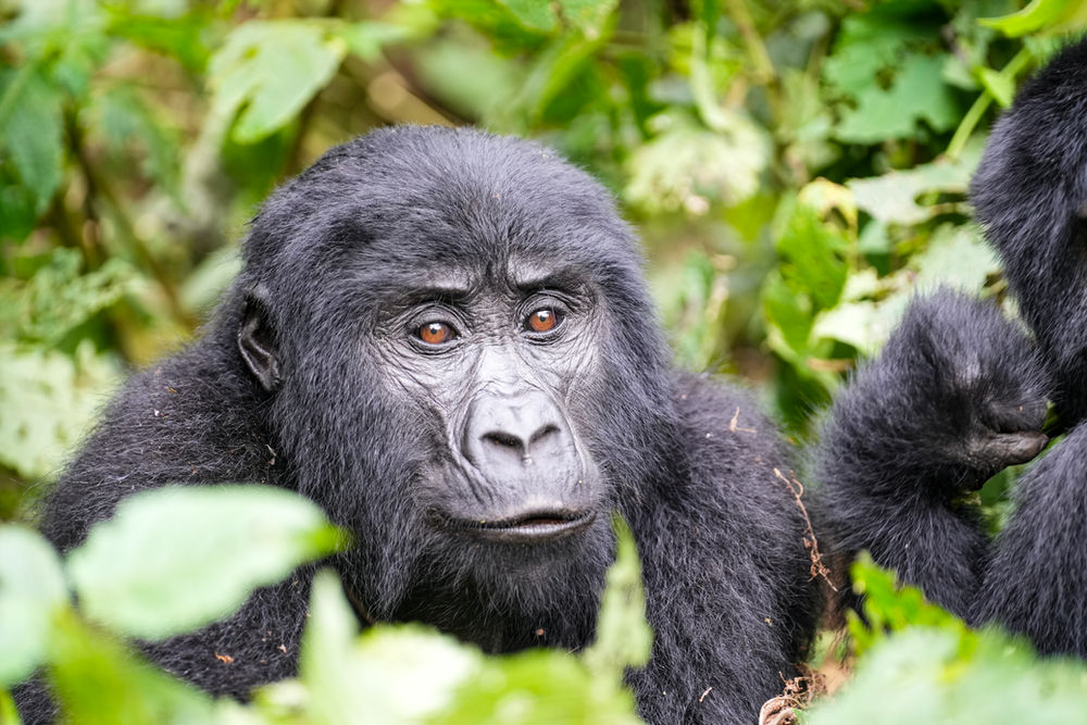Gorilla Trekking in Bwindi: One Hour That Changes the Scale of Everything