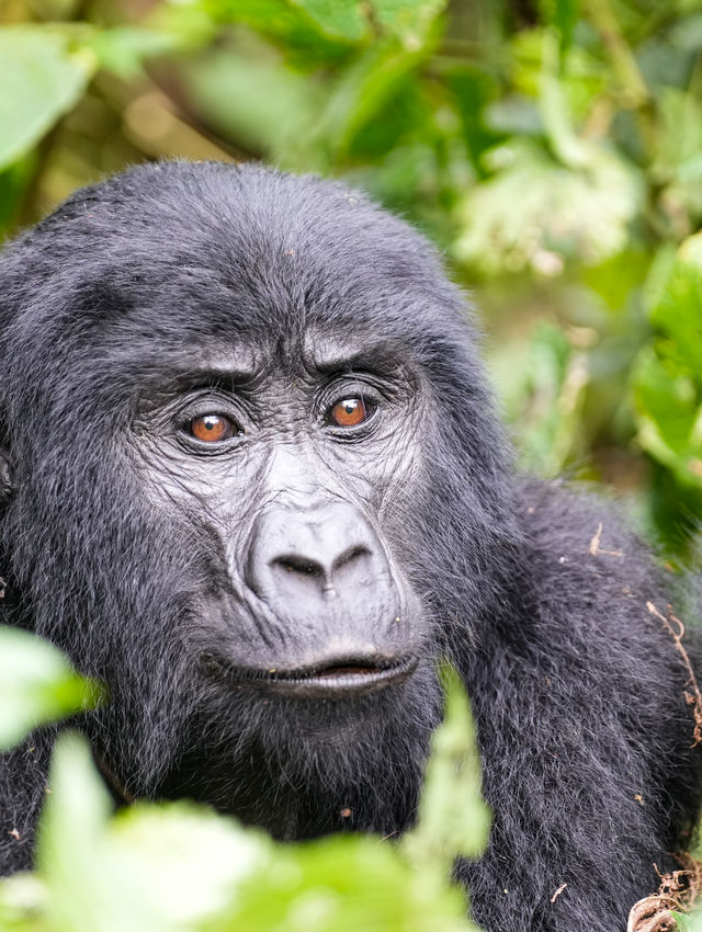 A silverback in the Rushaga sector