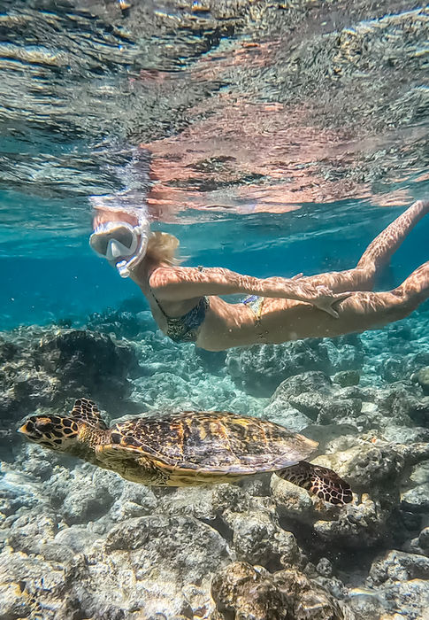 A green turtle on the house reef