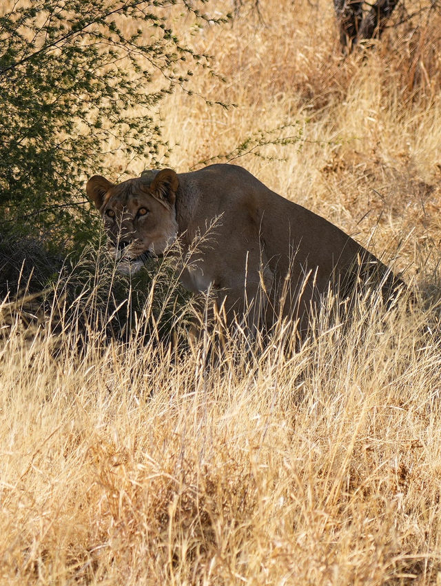 Guida alla Scoperta della Namibia: Un'avventura di 10 Giorni Tra Natura e Lusso - Parte 1