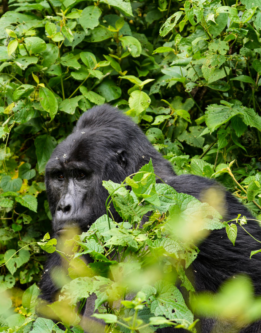Gorilla Trekking in Bwindi: One Hour That Changes the Scale of Everything