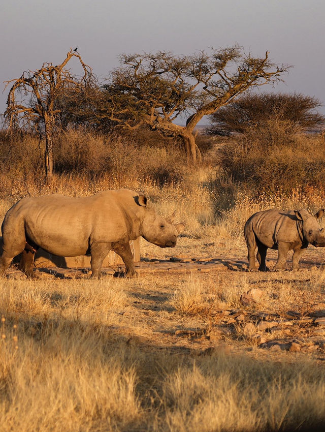 Guida alla Scoperta della Namibia: Un'avventura di 10 Giorni Tra Natura e Lusso - Parte 1