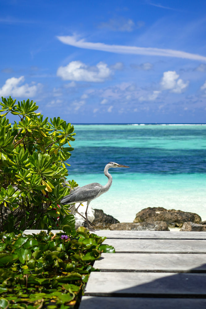 A heron on the shoreline, Ozen Life Maadhoo