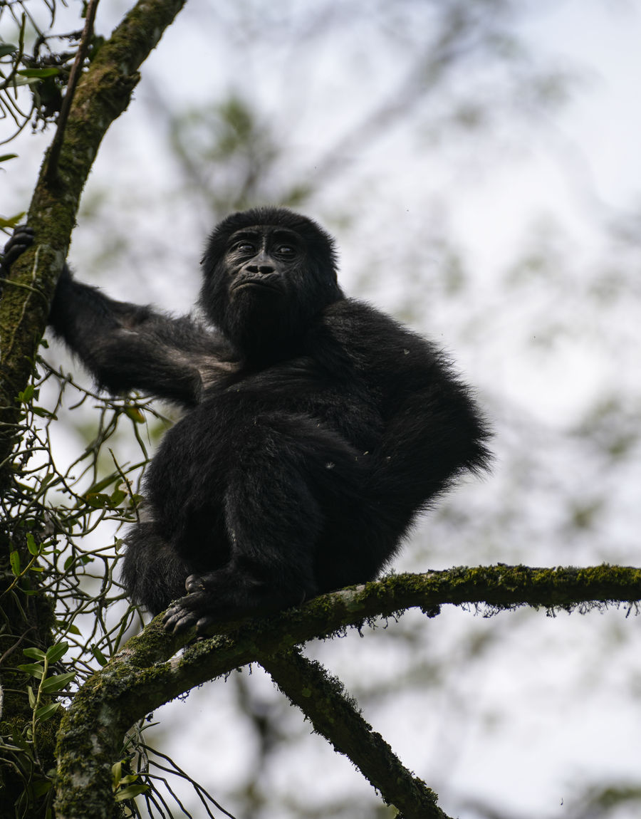 Gorilla Trekking in Bwindi: One Hour That Changes the Scale of Everything