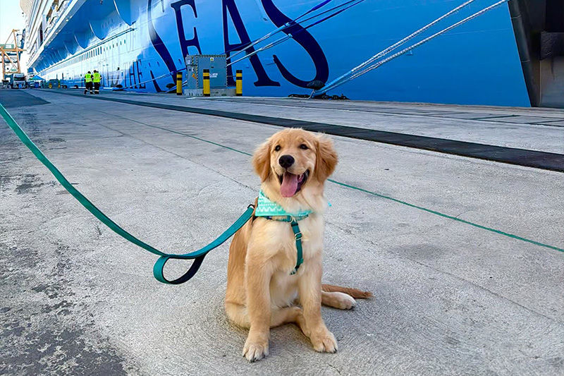 Chief Dog Officer Boards Royal’s Legend of the Seas.