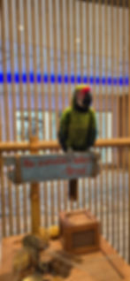 Green parrot on Allure of the Seas with 'Be Careful' sign