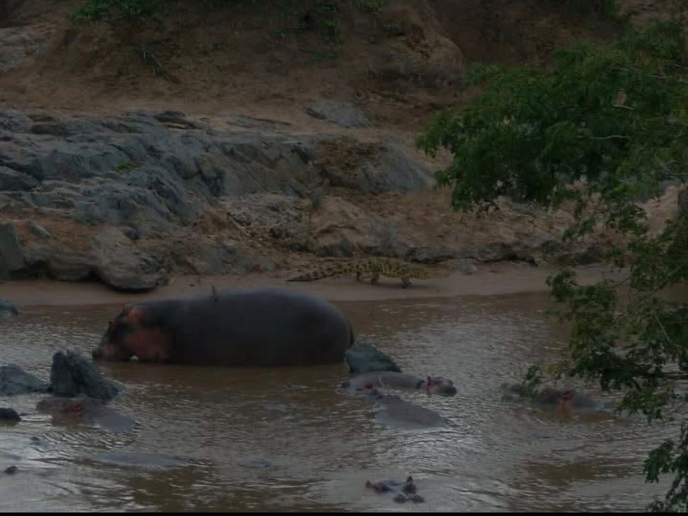 Picture of a hippopotamus from Africa (circa 2010)