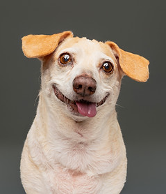 sarah deremer senior end of life dog photography-16.jpg