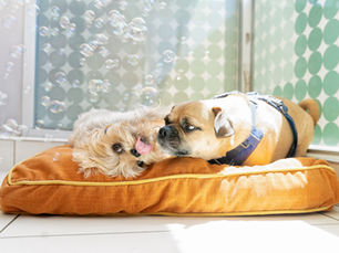 Client Spotlight: Healthy Spot Daycare