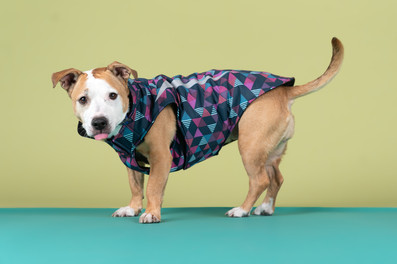 Small pitbull mix wearing rc pets jacket on a two tone green background, for healthy spot dog apparel ads, los angeles, california