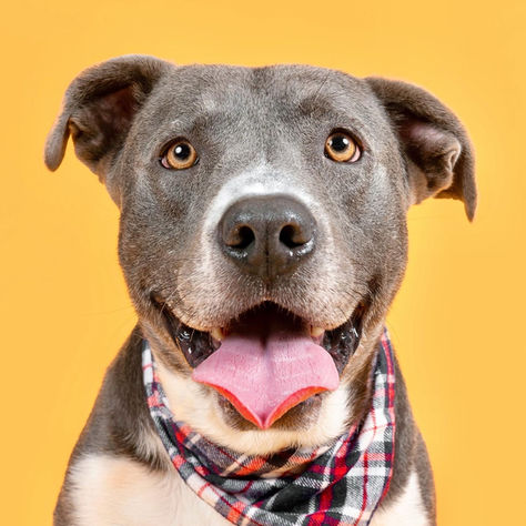 Before & After Photos of Adoptable Dogs