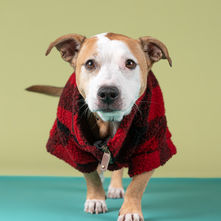 Commercial Photography Spotlight: Healthy Spot Apparel, December 2022