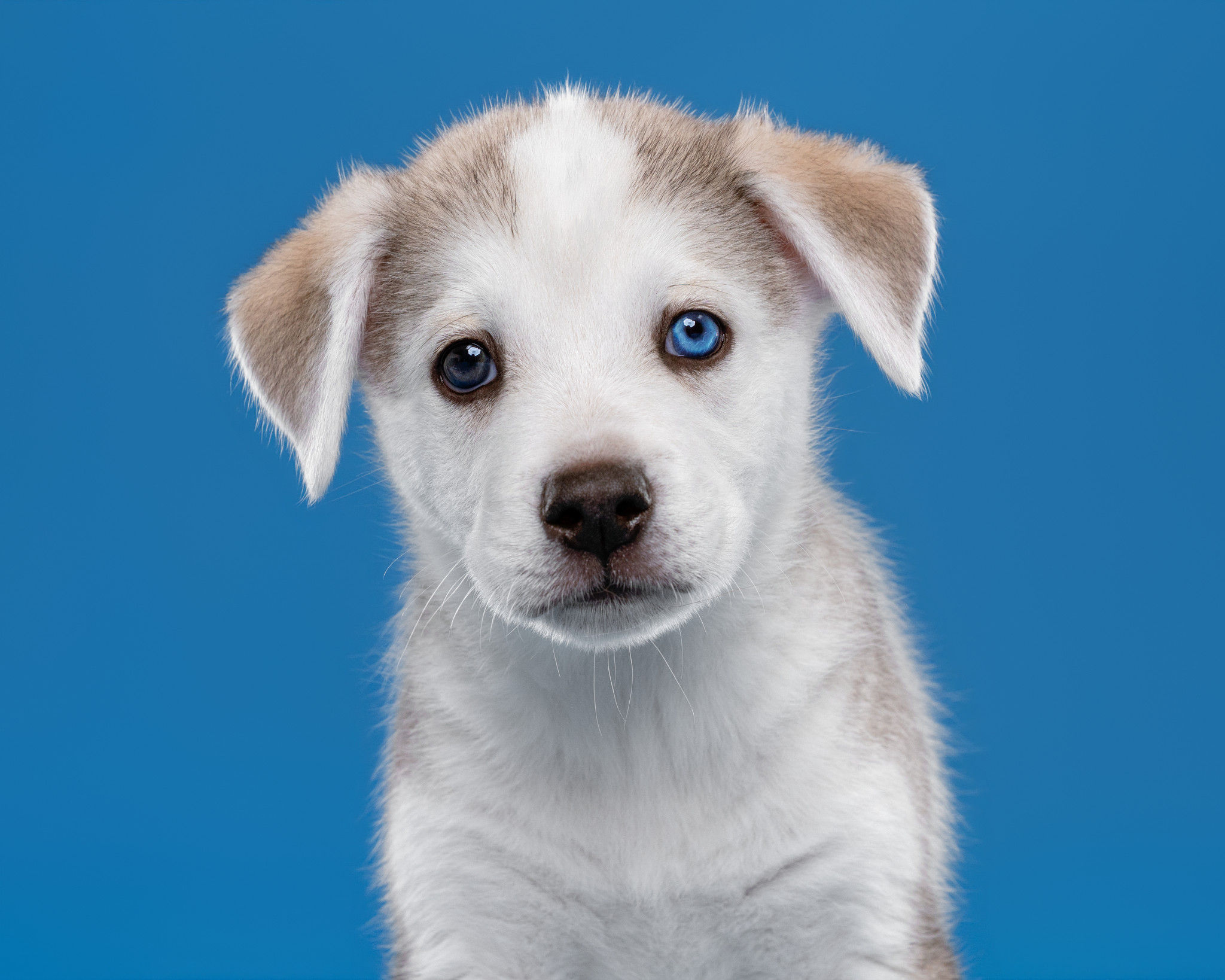 Rescue Dog Portrait Sponsorship