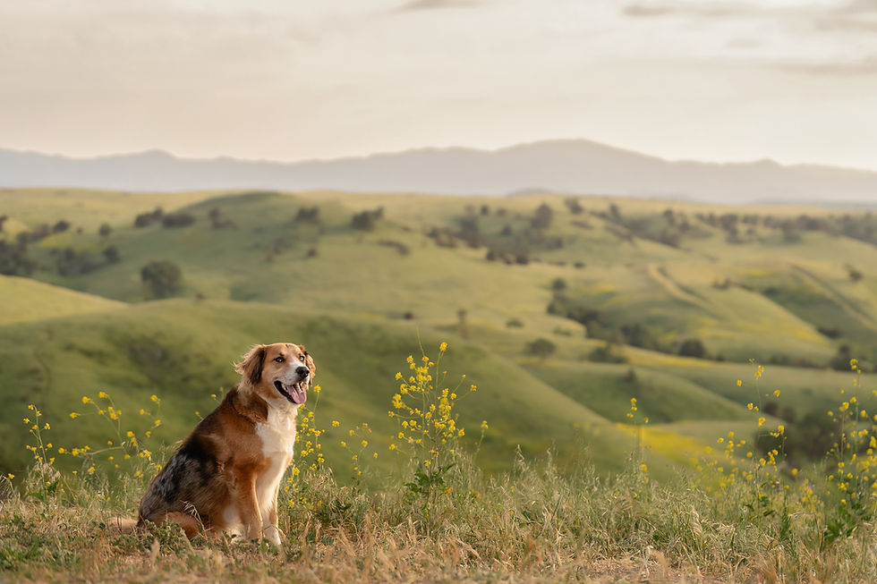 sarah deremer los angeles pet photography california dog cat -35