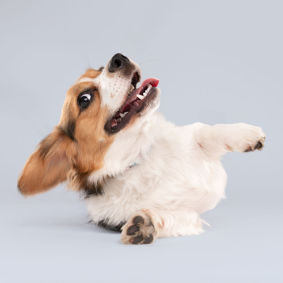 sarah deremer adoptable dogs-15