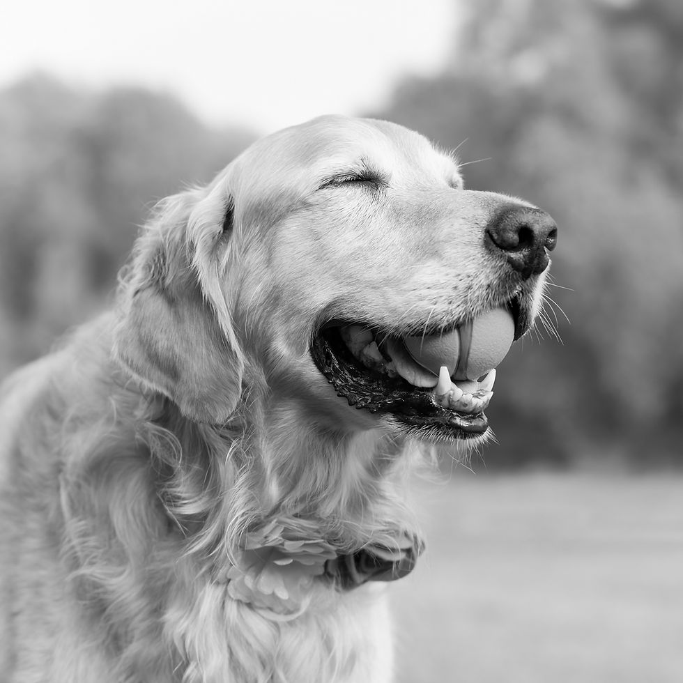senior dog legacy pet photography end of life los angeles -2