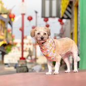 Los Angeles Pet Photo Locations: Chinatown