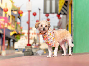 Los Angeles Pet Photo Locations: Chinatown