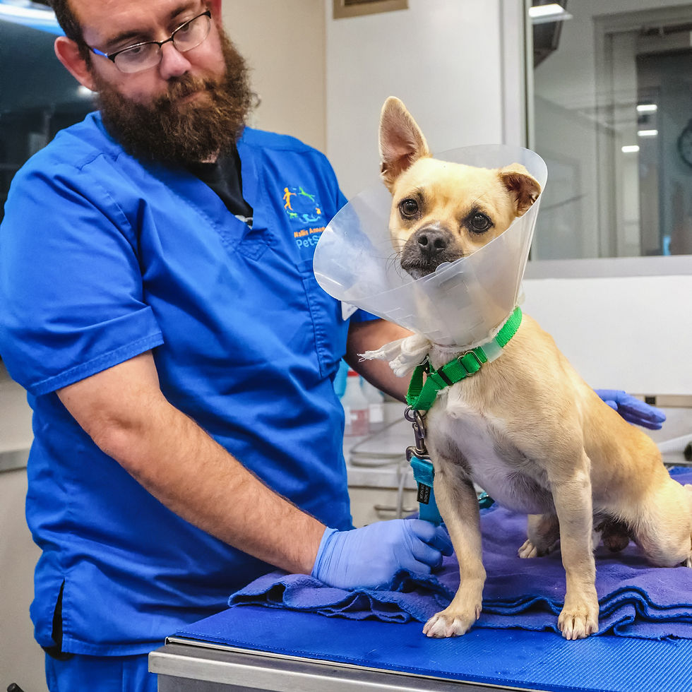 sarah deremer adoptable dogs-24