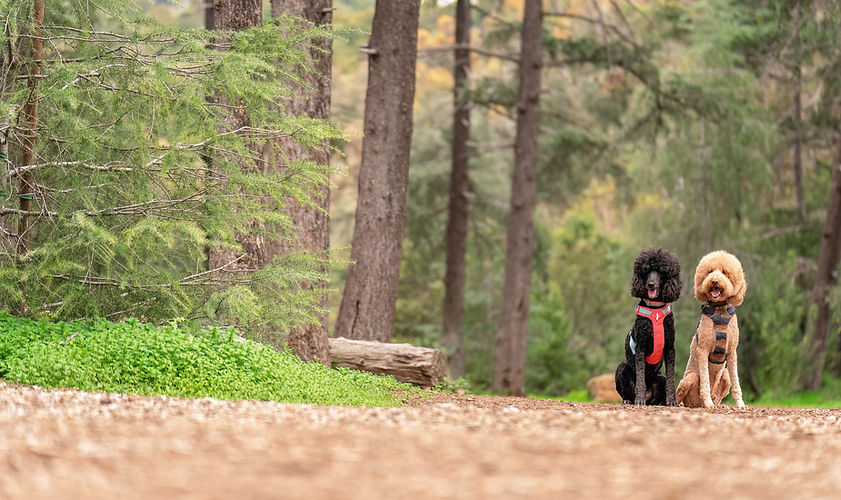 hs april campaign _thepoodoosibs-7.jpg