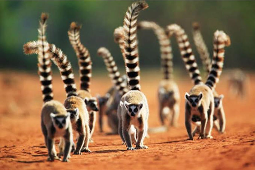 lEMURS HIGH RES.jpg