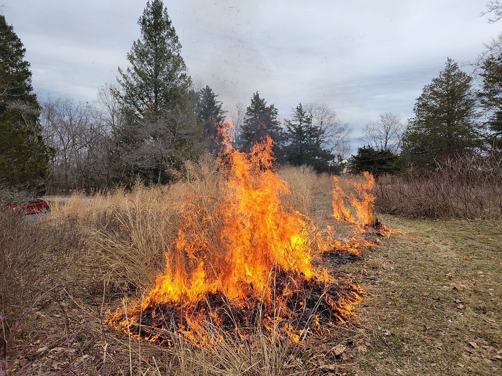 The Joys of Burning Meadows