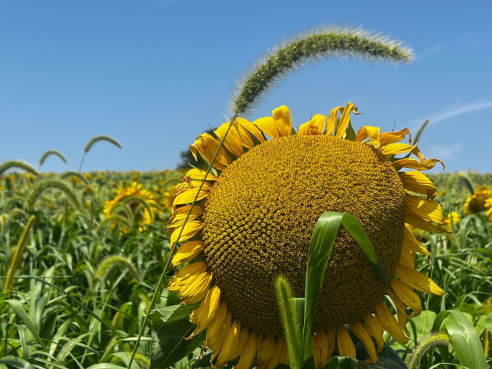 A sunflower head grown larger as the seeds mature, photo by author