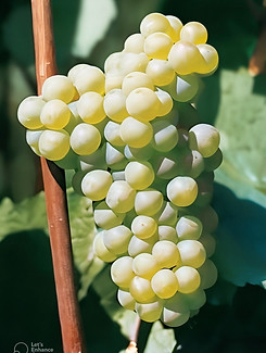 barbatelle Chardonnay