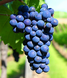 Barbatelle Pinot Nero