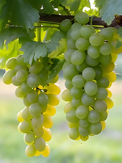 uva da tavola, Regina