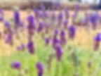 Miniatura: Entre Lavanda y Leyendas: Mineral de Pozos