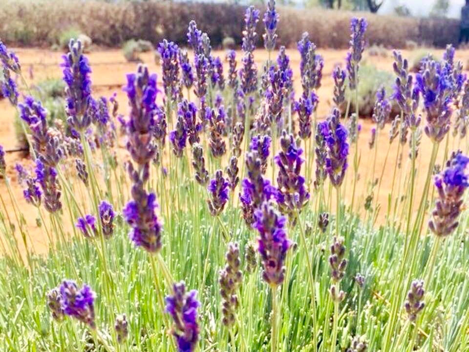 Miniatura: Entre Lavanda y Leyendas: Mineral de Pozos