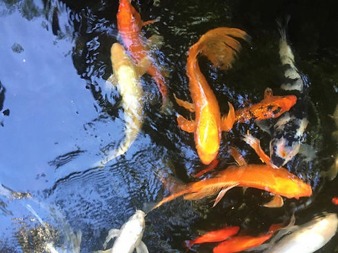 koi.jpg