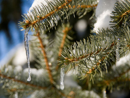 Guide to Kapha Season | Late Winter - Spring