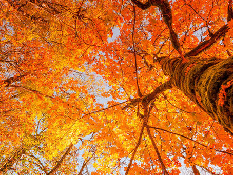 Flowing into Fall: Ayurvedic Tips for Staying Balanced During the Autumn Season