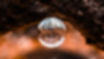 A drop of rain withe a focused reflection of trees
