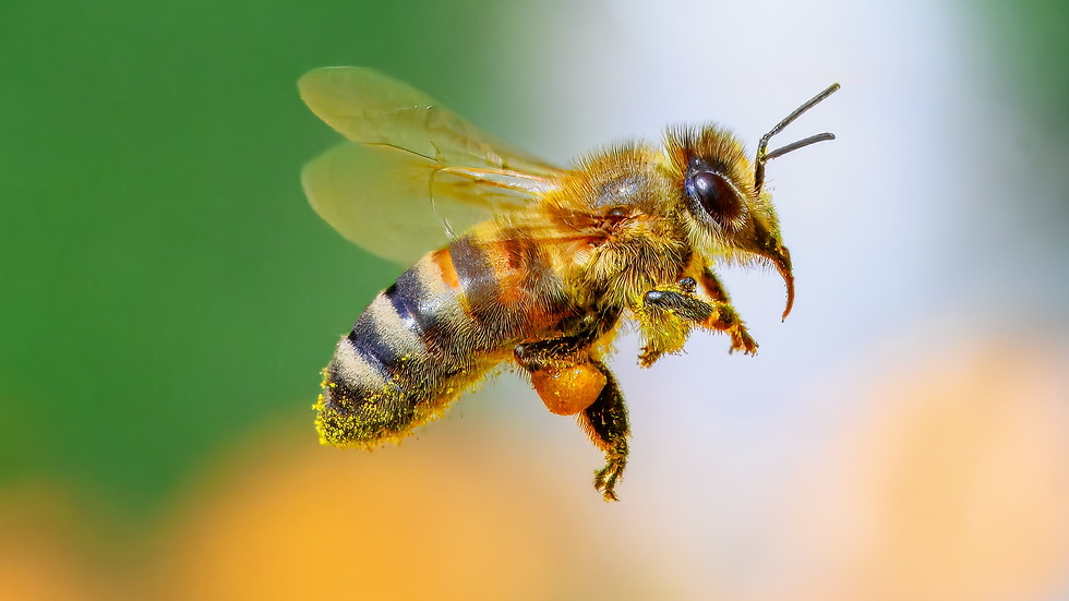 bumble bee and a flower Humming Bee Breath Bhramari Pranayama