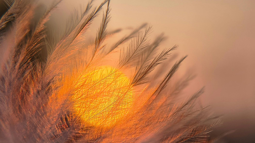 Golden warm sunlight filtering through close-up tall grass swaying in a natural field.