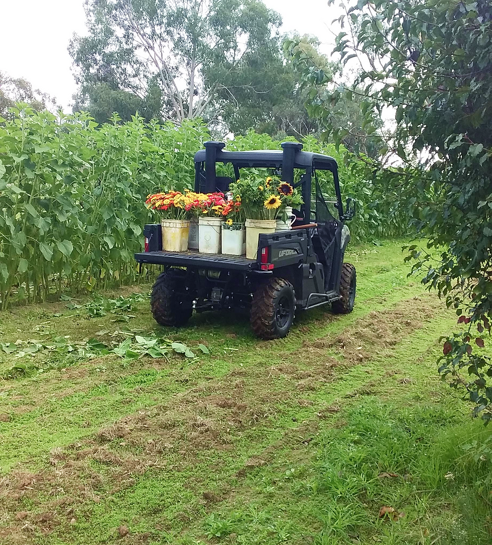 farm 1.png