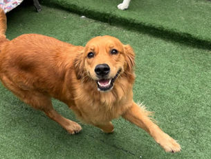 Dogs playing together at the best doggy daycare in Wollongong, Around the Clock Dog Care
