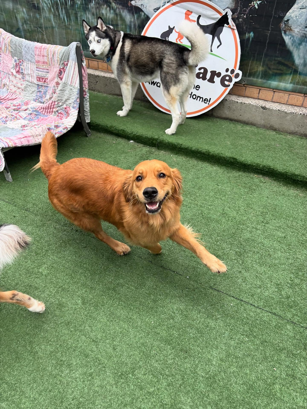 Where to Find Affordable Dog Boarding Near Wollongong